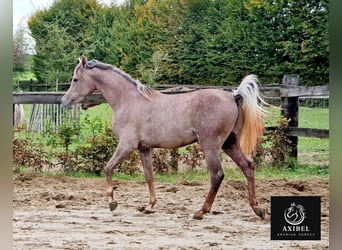 Arabian horses, Gelding, 2 years, 15,1 hh, Gray-Fleabitten