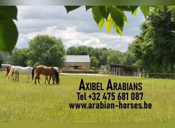 Arabian horses, Gelding, 2 years, 15,1 hh, Gray-Fleabitten