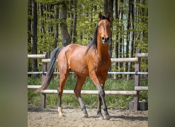 Arabian horses, Gelding, 2 years, 15.2 hh, Brown