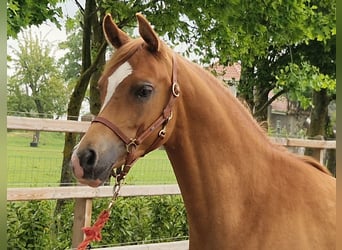 Arabian horses, Gelding, 2 years, 15.2 hh, Chestnut-Red