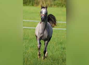 Arabian horses, Gelding, 2 years, 15.2 hh, Gray