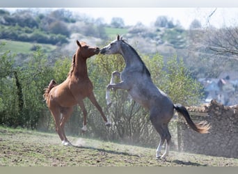 Arabian horses, Gelding, 2 years, 15.2 hh, Gray