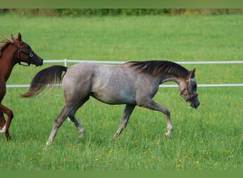 Arabian horses, Gelding, 2 years, 15.2 hh, Grey
