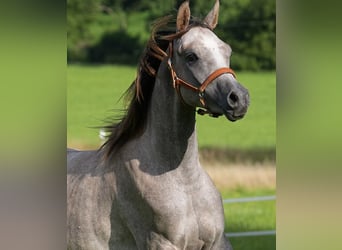 Arabian horses, Gelding, 2 years, 15.2 hh, Grey