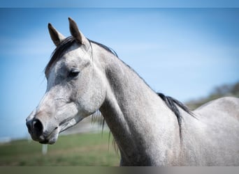 Arabian horses, Gelding, 2 years, 15.2 hh, Grey