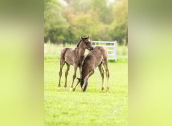 Arabian horses, Gelding, 2 years, 15 hh, Black