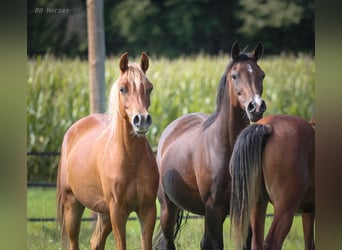 Arabian horses, Gelding, 2 years, 15 hh, Chestnut-Red