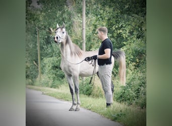 Arabian horses, Gelding, 2 years, 15 hh, Gray-Dapple