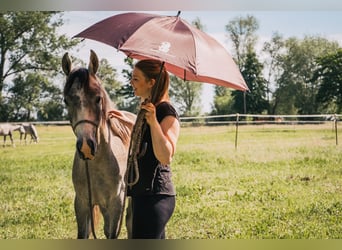 Arabian horses, Gelding, 2 years, 15 hh, Gray-Dapple