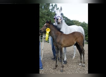 Arabian horses, Gelding, 2 years, 15 hh, Gray