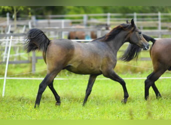 Arabian horses, Gelding, 2 years, 15 hh, Gray