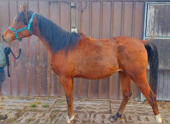 Arabian horses, Gelding, 2 years, 15,1 hh, Brown