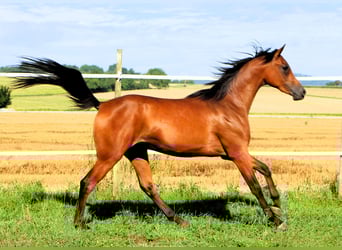 Arabian horses, Gelding, 2 years, 15,1 hh, Brown