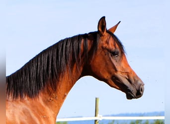 Arabian horses, Gelding, 2 years, 15,1 hh, Brown