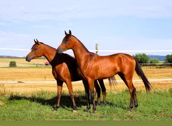Arabian horses, Gelding, 2 years, 15,1 hh, Brown