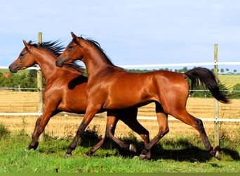 Arabian horses, Gelding, 2 years, 15,1 hh, Brown