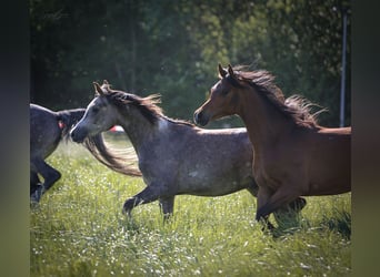 Arabian horses, Gelding, 2 years, 15,1 hh, Brown