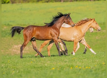Arabian horses, Gelding, 2 years, 15,1 hh, Brown