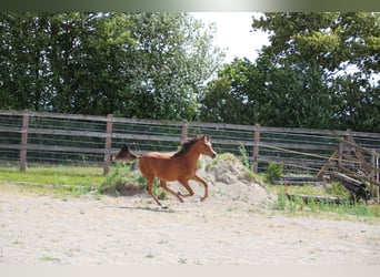 Arabian horses, Gelding, 2 years, 15,1 hh, Brown