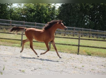 Arabian horses, Gelding, 2 years, 15,1 hh, Brown