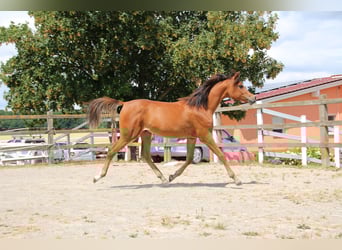 Arabian horses, Gelding, 2 years, 15,1 hh, Brown