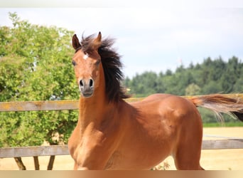 Arabian horses, Gelding, 2 years, 15,1 hh, Brown