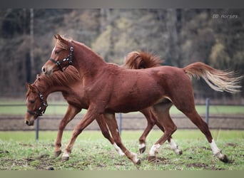Arabian horses, Gelding, 2 years, 15,1 hh, Chestnut-Red