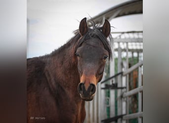 Arabian horses, Gelding, 2 years, 15,2 hh, Brown