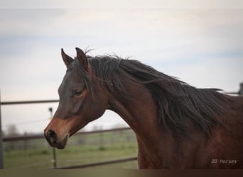 Arabian horses, Gelding, 2 years, 15,2 hh, Brown