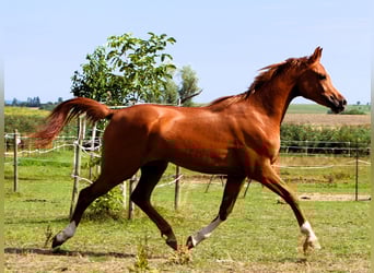 Arabian horses, Gelding, 2 years, 15,2 hh, Chestnut-Red