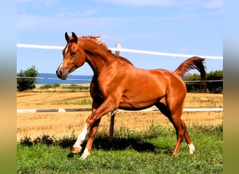 Arabian horses, Gelding, 2 years, 15,2 hh, Chestnut-Red