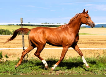 Arabian horses, Gelding, 2 years, 15,2 hh, Chestnut-Red
