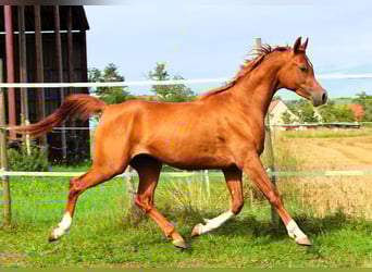 Arabian horses, Gelding, 2 years, 15,2 hh, Chestnut-Red