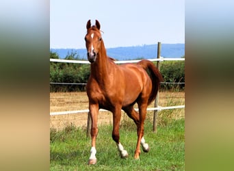 Arabian horses, Gelding, 2 years, 15,2 hh, Chestnut-Red