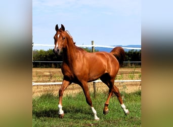 Arabian horses, Gelding, 2 years, 15,2 hh, Chestnut-Red