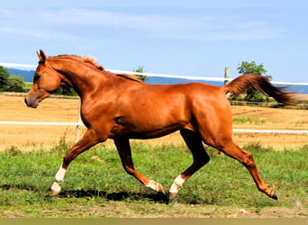 Arabian horses, Gelding, 2 years, 15,2 hh, Chestnut-Red