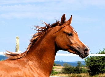 Arabian horses, Gelding, 2 years, 15,2 hh, Chestnut-Red