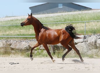 Arabian horses, Gelding, 2 years, Brown