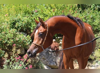 Arabian horses, Gelding, 2 years, Brown