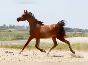 Arabian horses, Gelding, 2 years, Brown