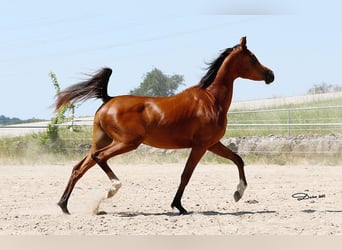Arabian horses, Gelding, 2 years, Brown