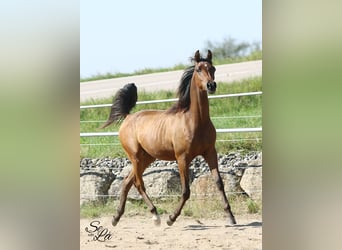 Arabian horses, Gelding, 2 years, Brown