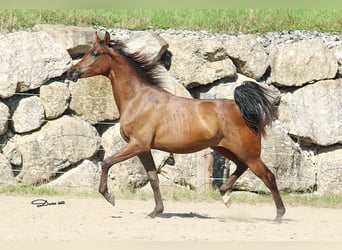 Arabian horses, Gelding, 2 years, Brown