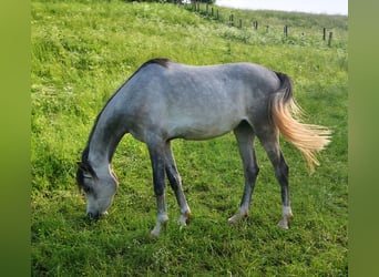 Arabian horses, Gelding, 2 years, Can be white