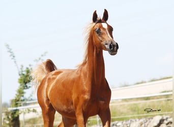 Arabian horses, Gelding, 2 years, Chestnut-Red