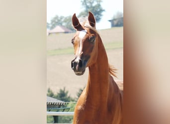 Arabian horses, Gelding, 2 years, Chestnut-Red