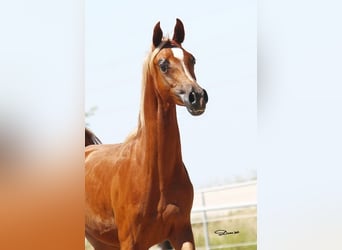 Arabian horses, Gelding, 2 years, Chestnut-Red