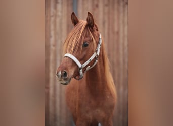 Arabian horses, Gelding, 2 years, Chestnut-Red