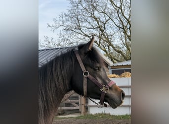 Arabian horses, Gelding, 2 years, Grey