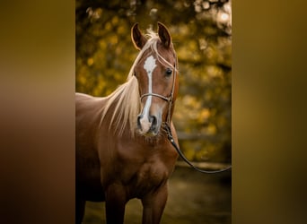 Arabian horses, Gelding, 2 years, Rabicano
